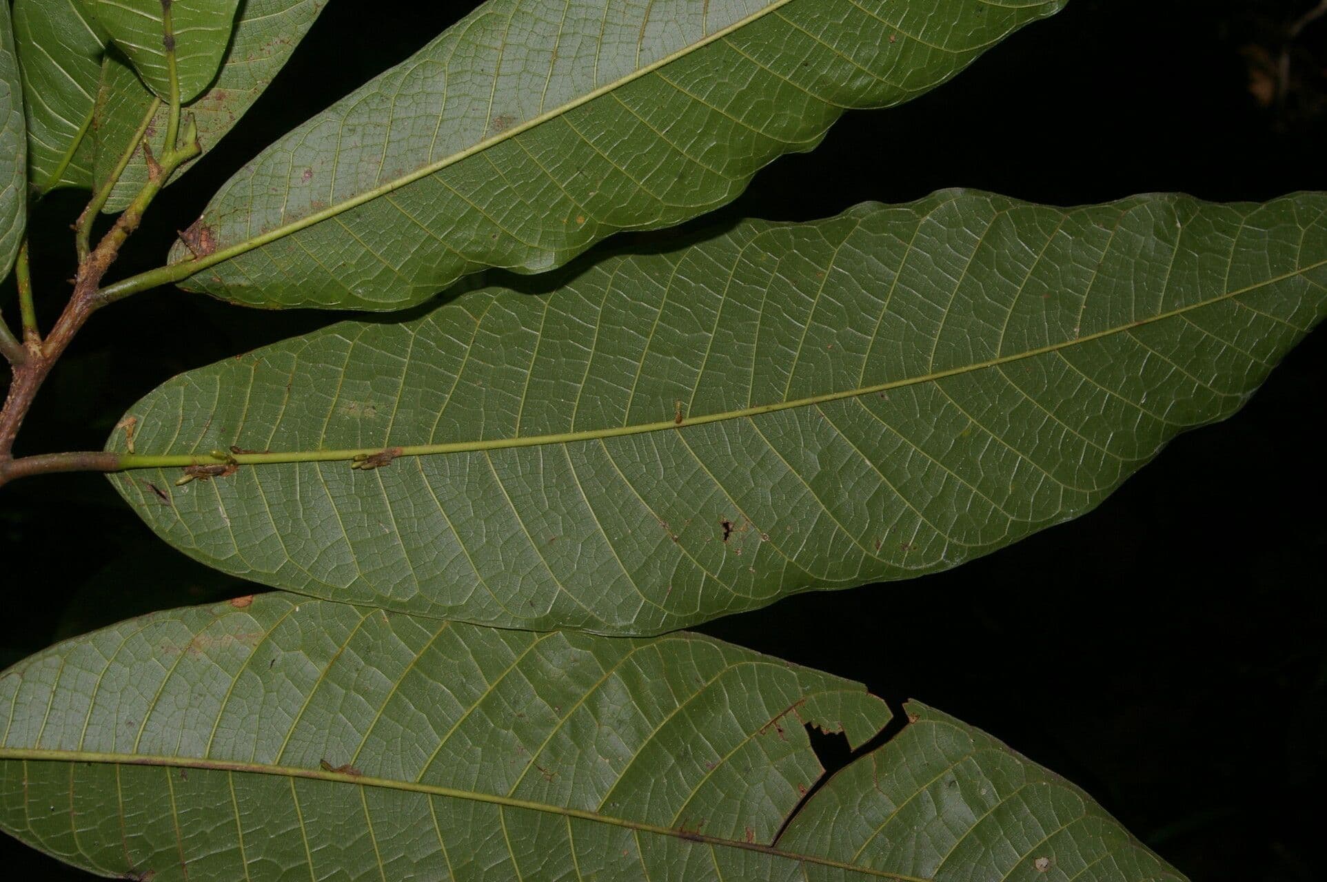 Brosimum lactescens 2