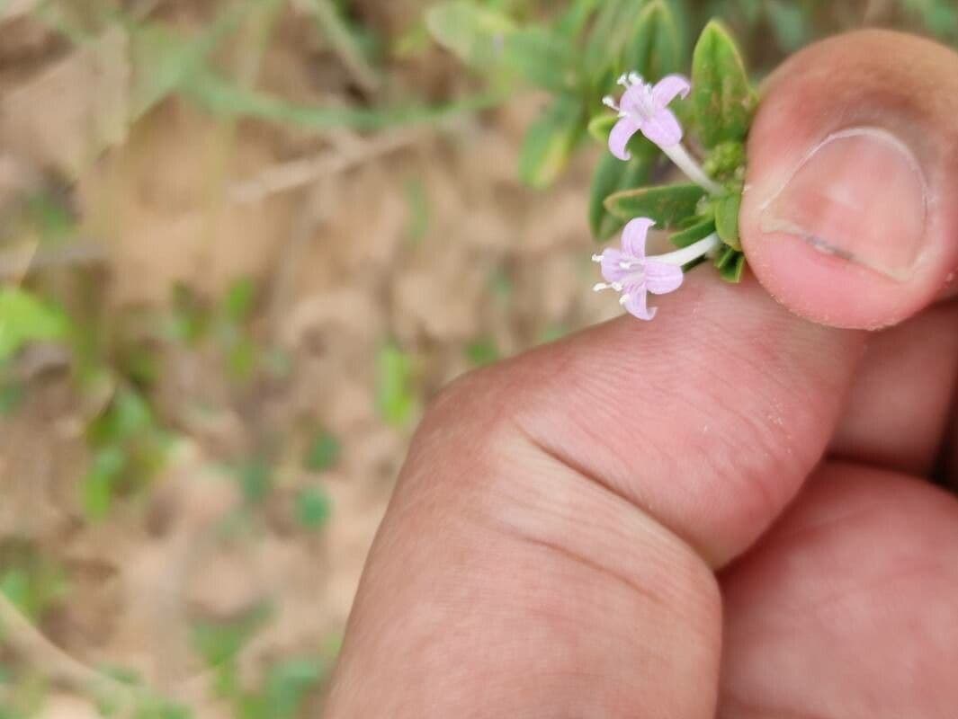 Spermacoce ispida