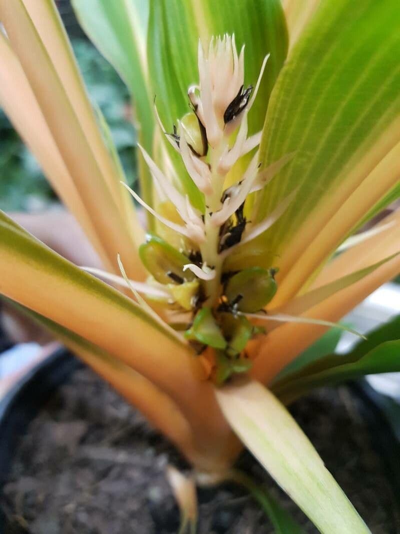 Chlorophytum 5