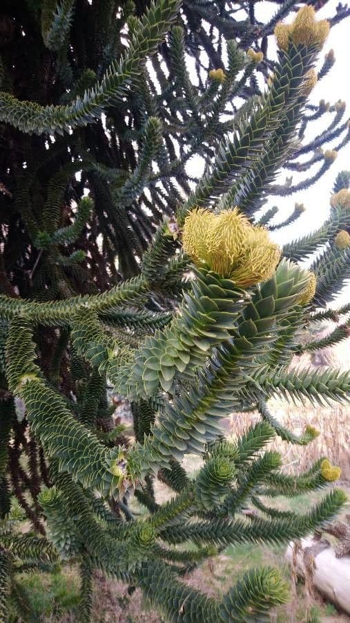 Aracauaria 2