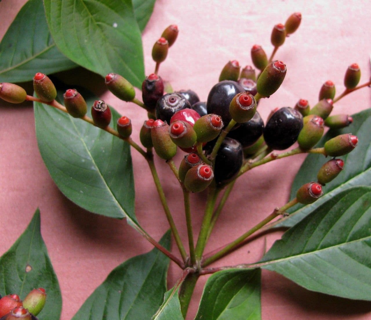 Hamelia 28