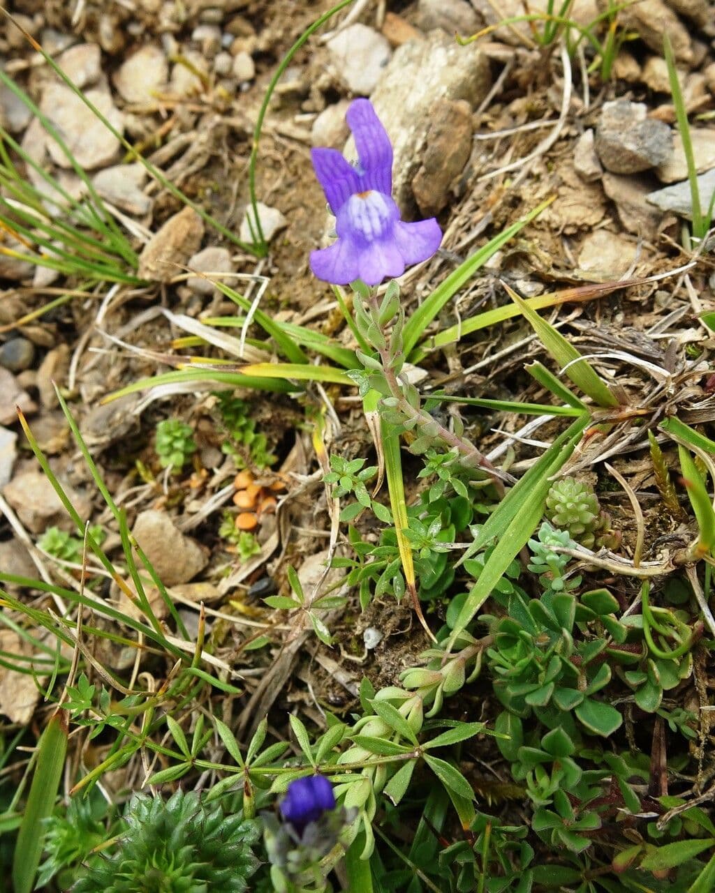 Linaria alpina 15
