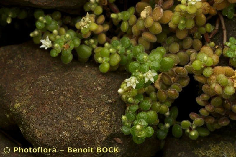 Crassula expansa 19