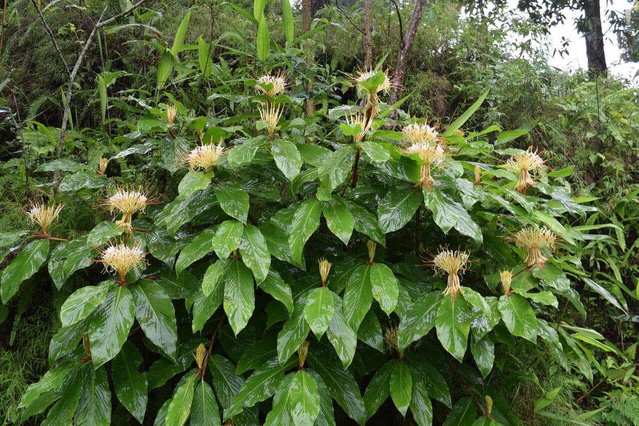 Hedychium 10