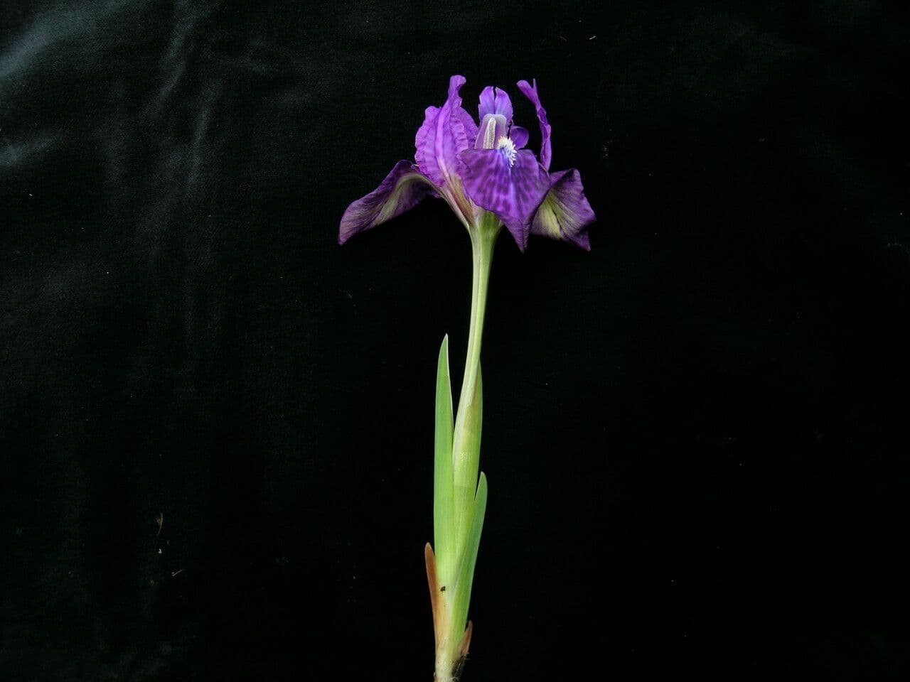 Iris