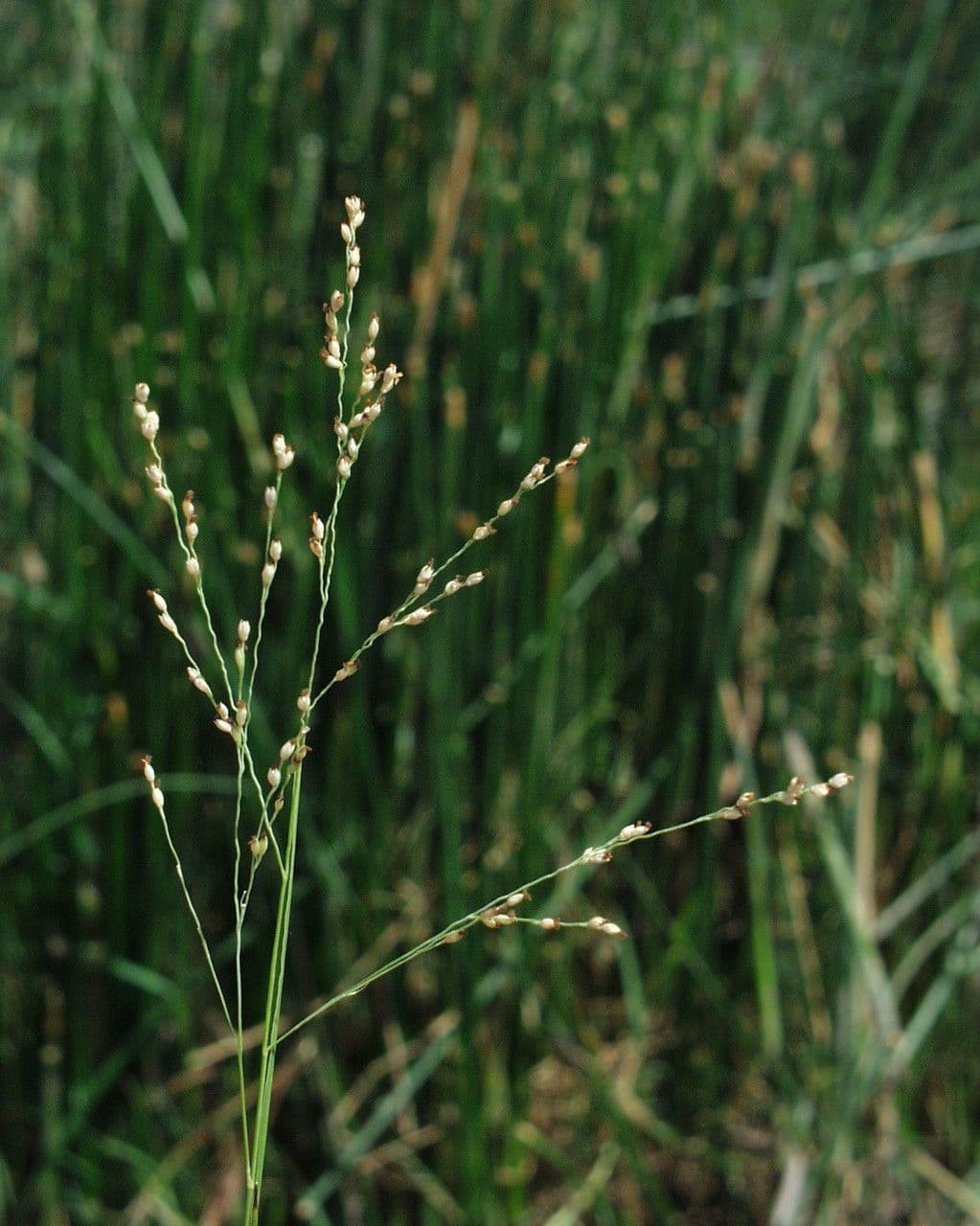 Kriechende Rispe 5
