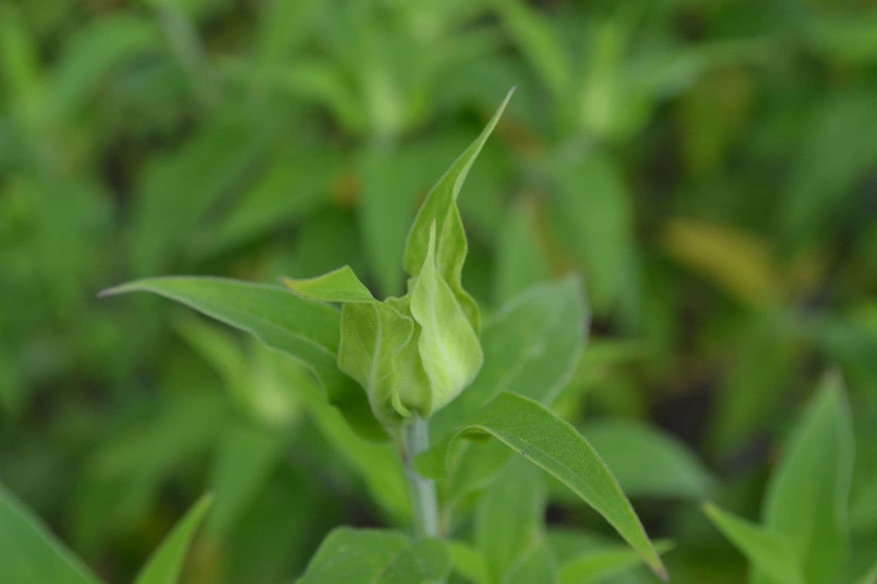 Monarda 30