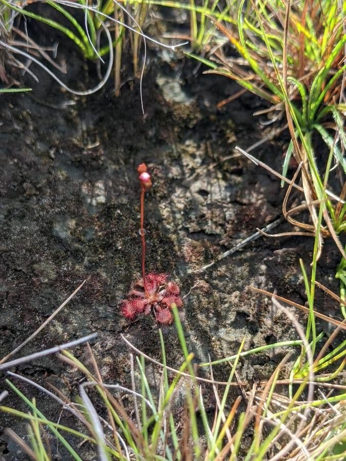 Drosera capillare 10