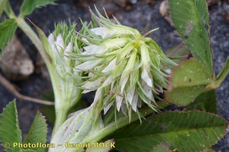 Teasel clover 2