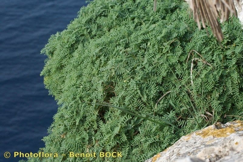 Ipocreptide delle Baleari 5