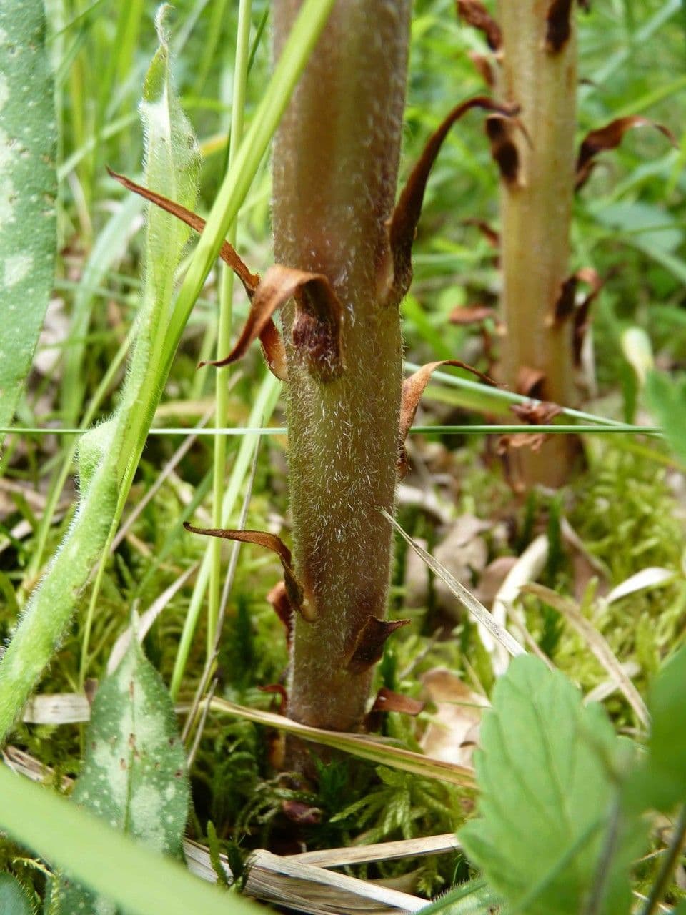 Orobanche del ginestrone 22