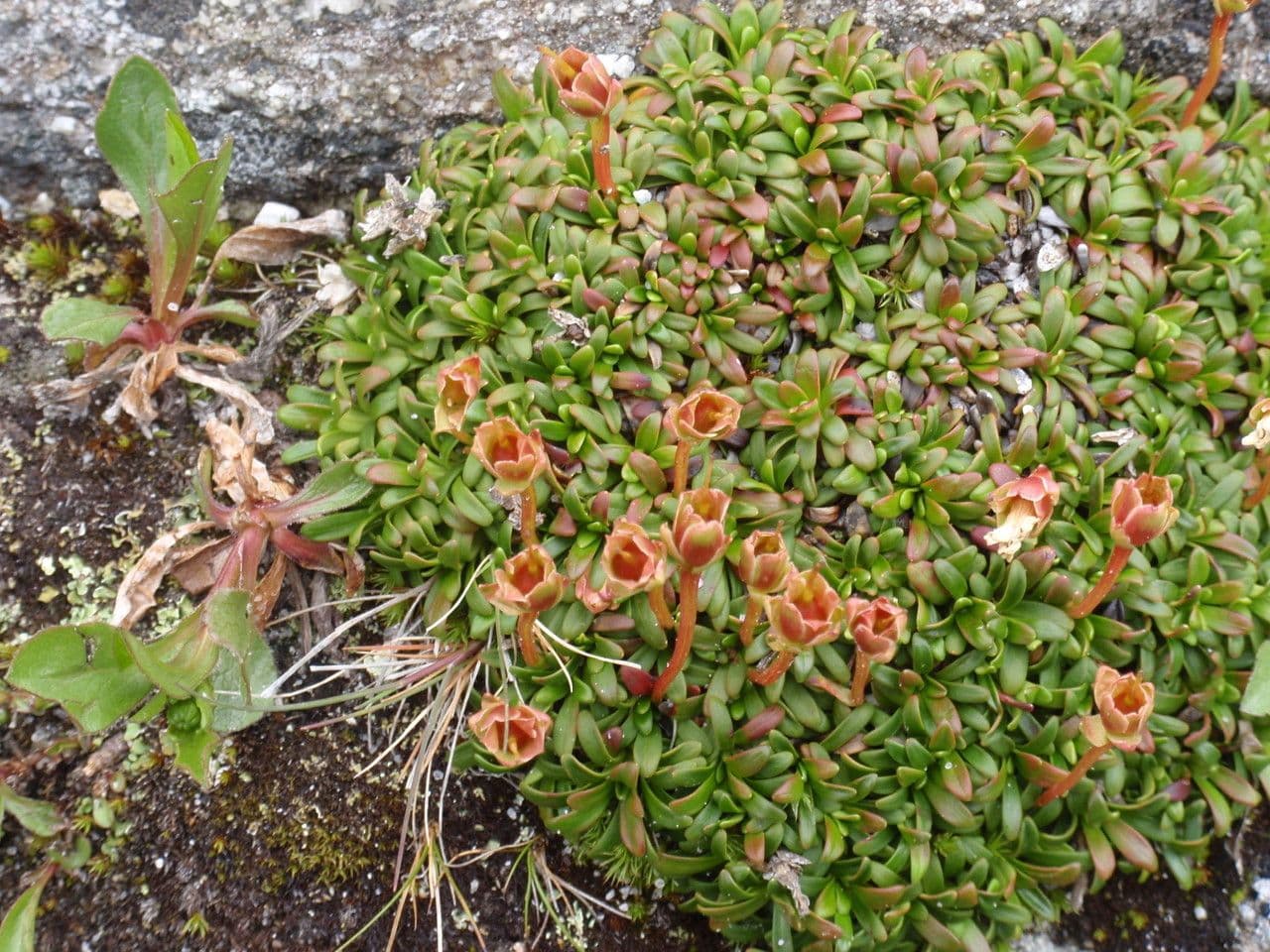 Diapensia lapponica 7