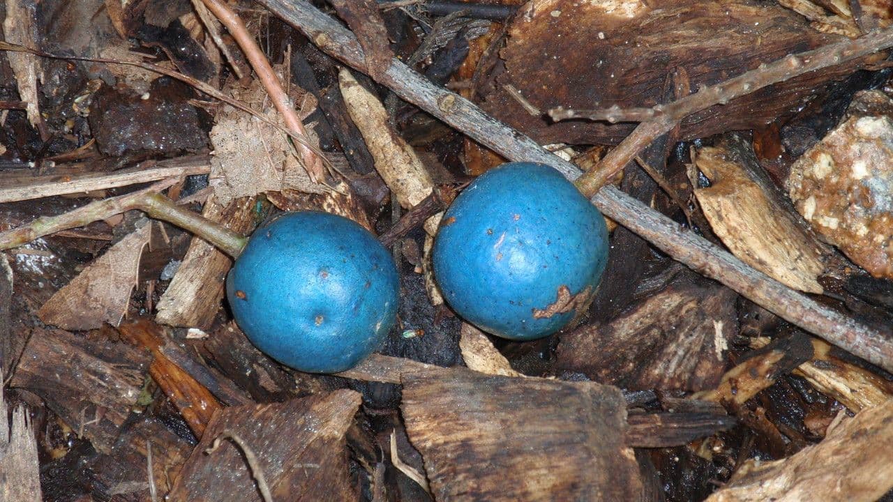 Elaeocarpus wąskolistny 5