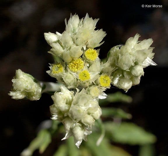 Pseudognaphalium dvubarvé 2