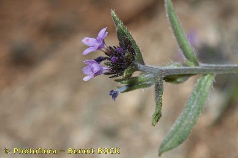 Buglossoides 7