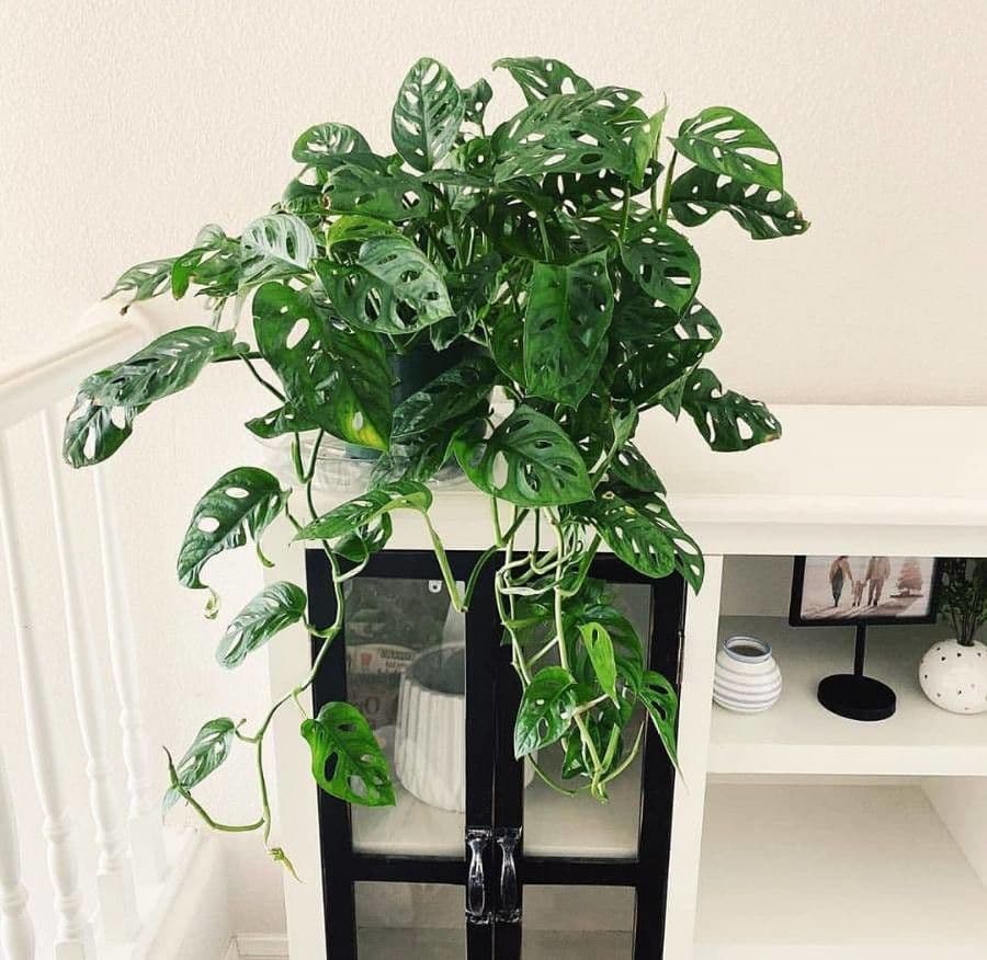 Monstera adansonii 14