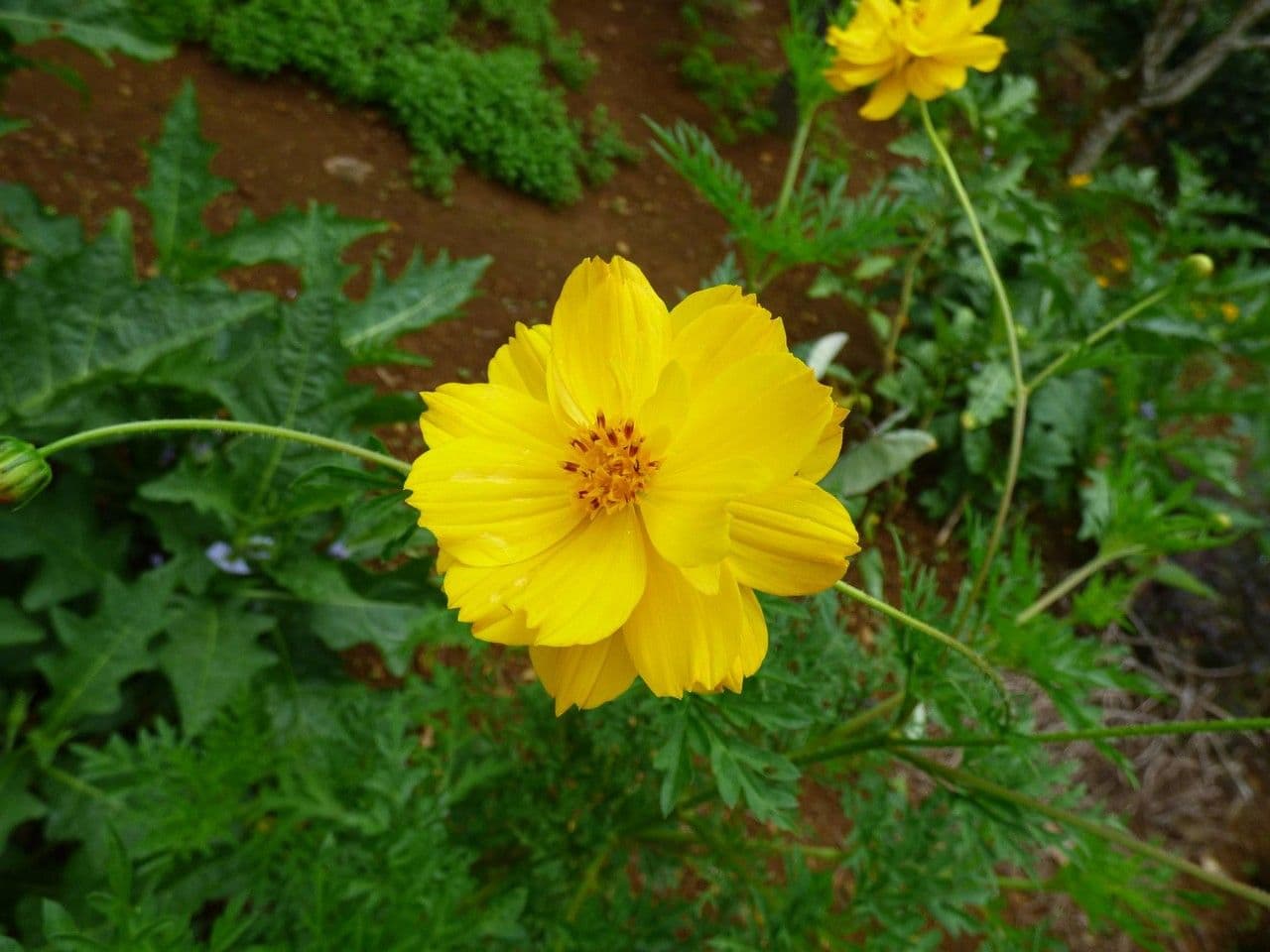 Cosmos 9
