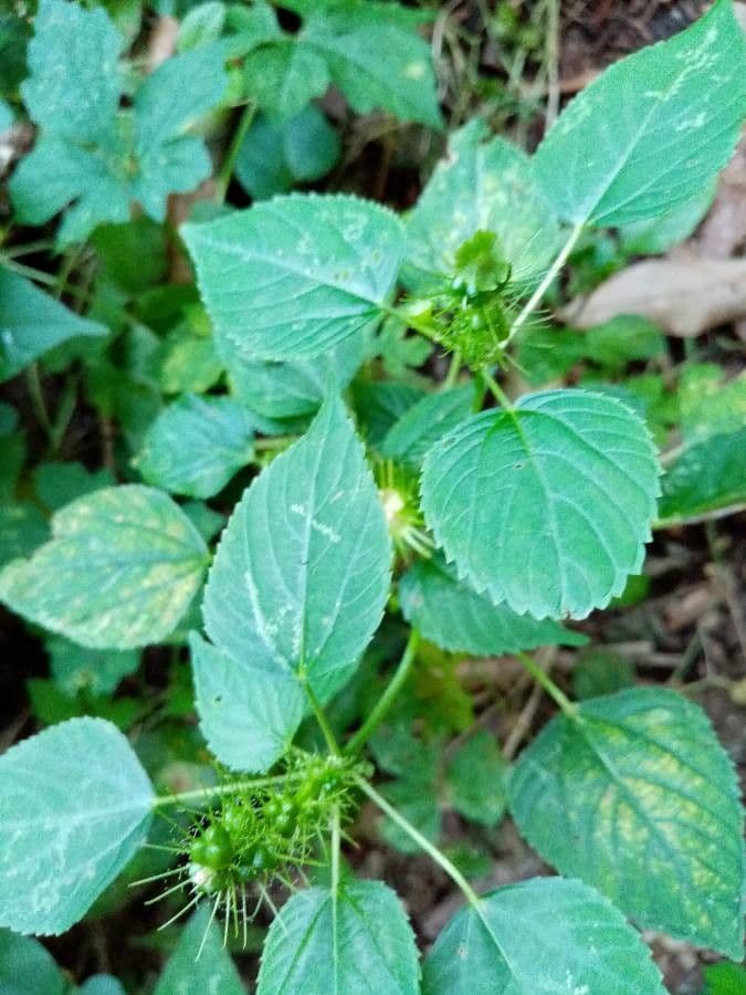 Acalypha 8