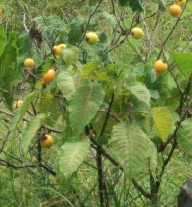 Solanum mammosum 13