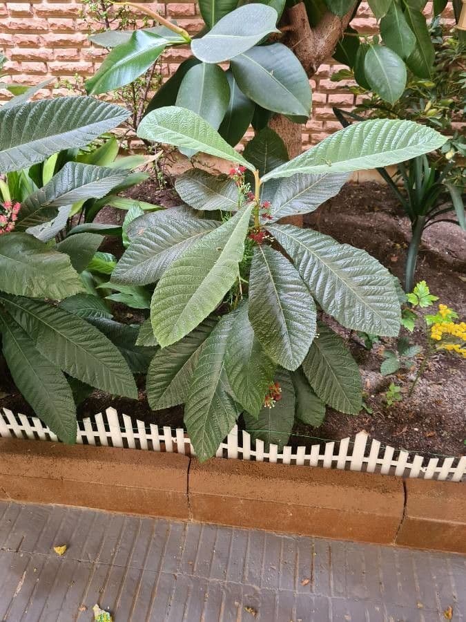 Rododendron 13
