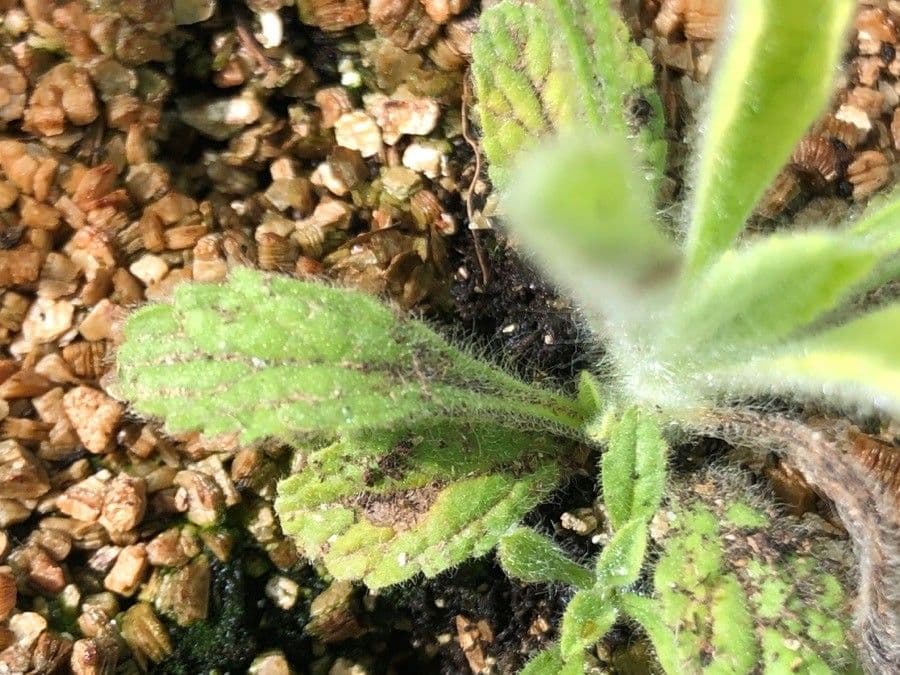Sideritis 2