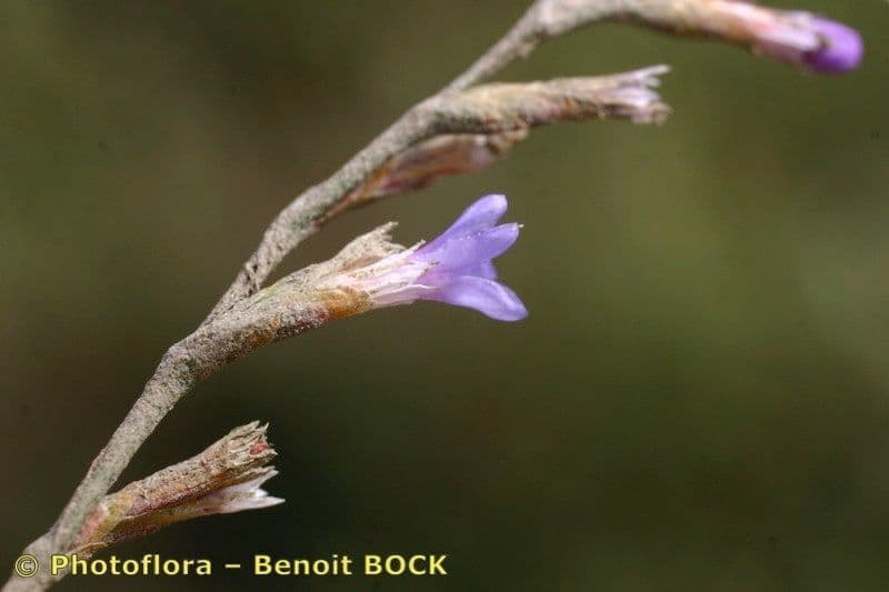Limonium 20