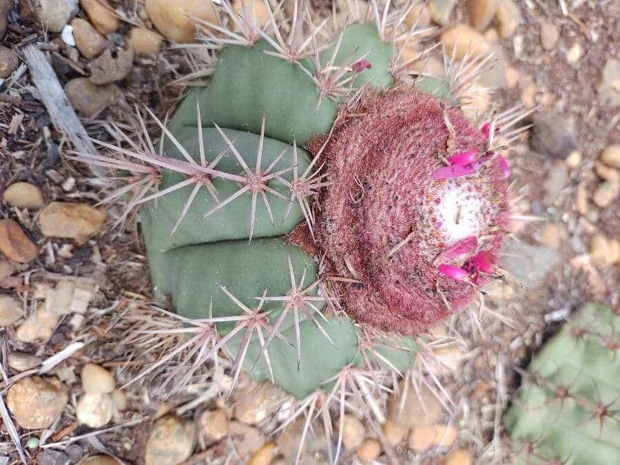 Melocactus 3