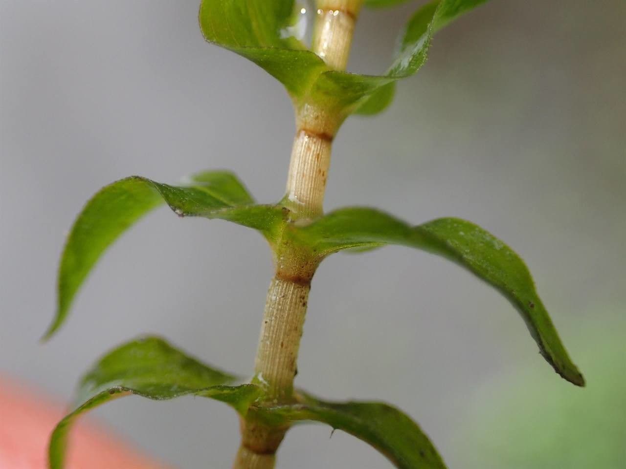 Groenlandia densa 21