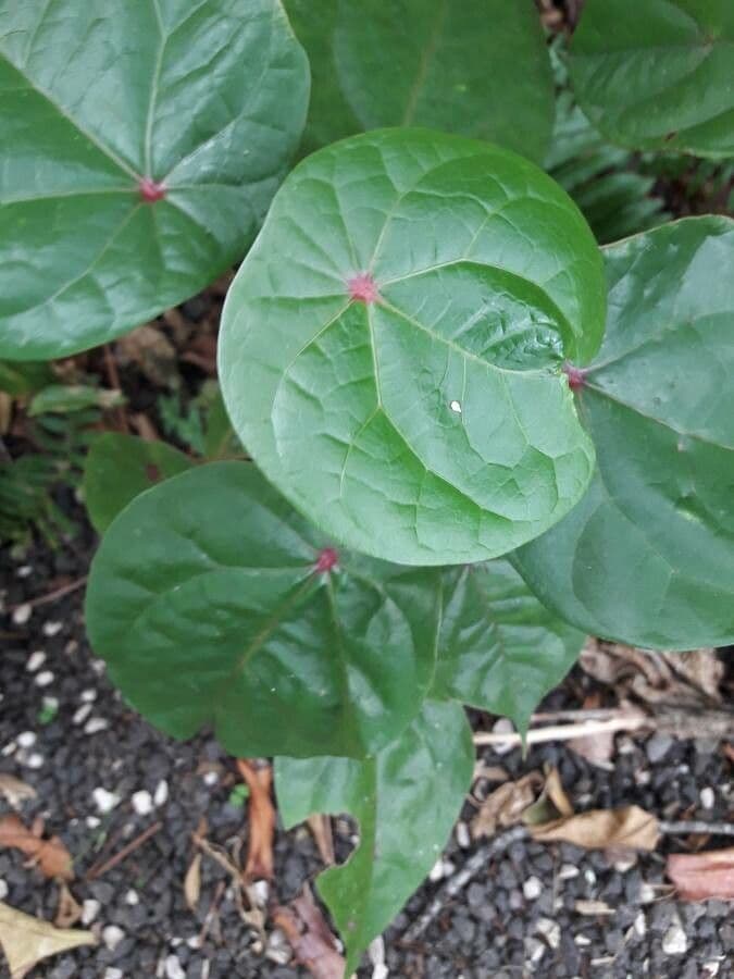 Hernandia 11