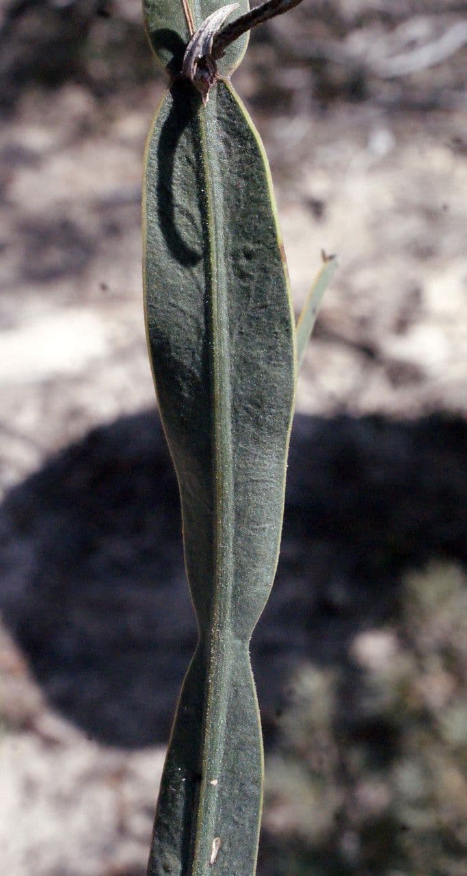 Dampiera 11