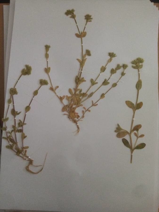 Bärtiges Hornkraut 15