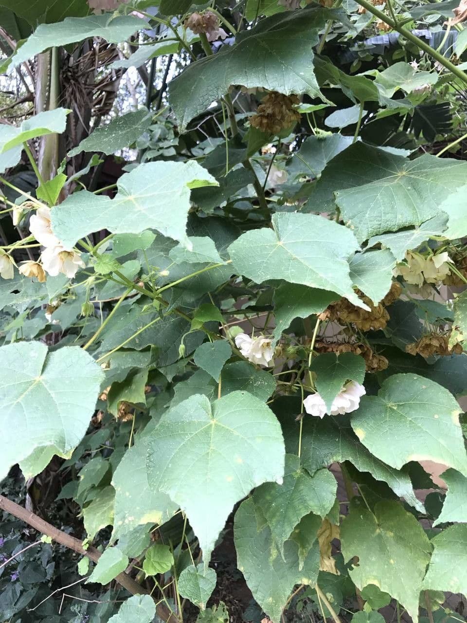 Dombeya burgessiae 13