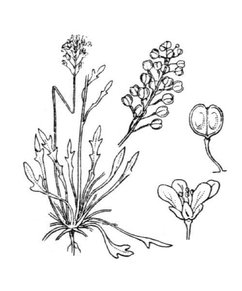 Teesdalia coronopifolia 21
