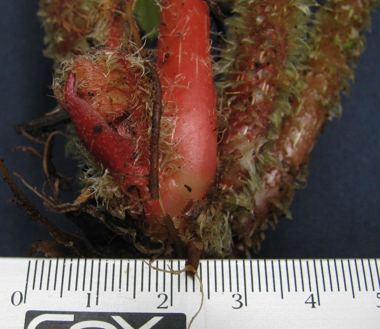 Begonia