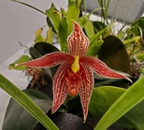 Paphinia