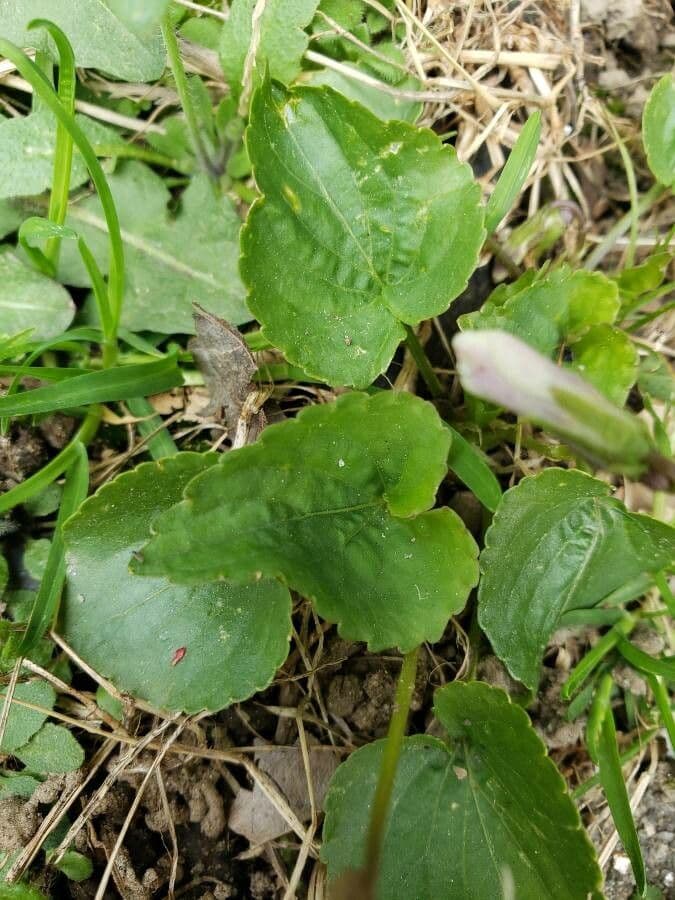 Viola palustre 17