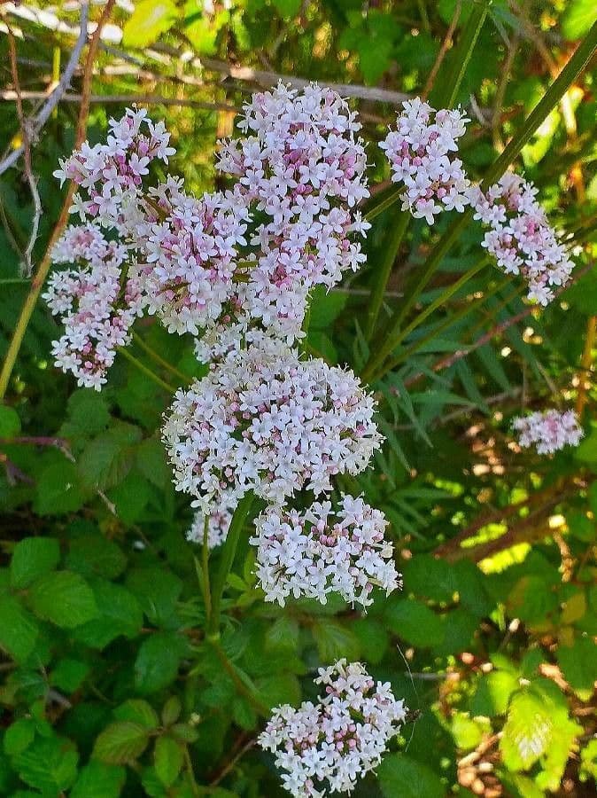 Valeriana tuberosa 9