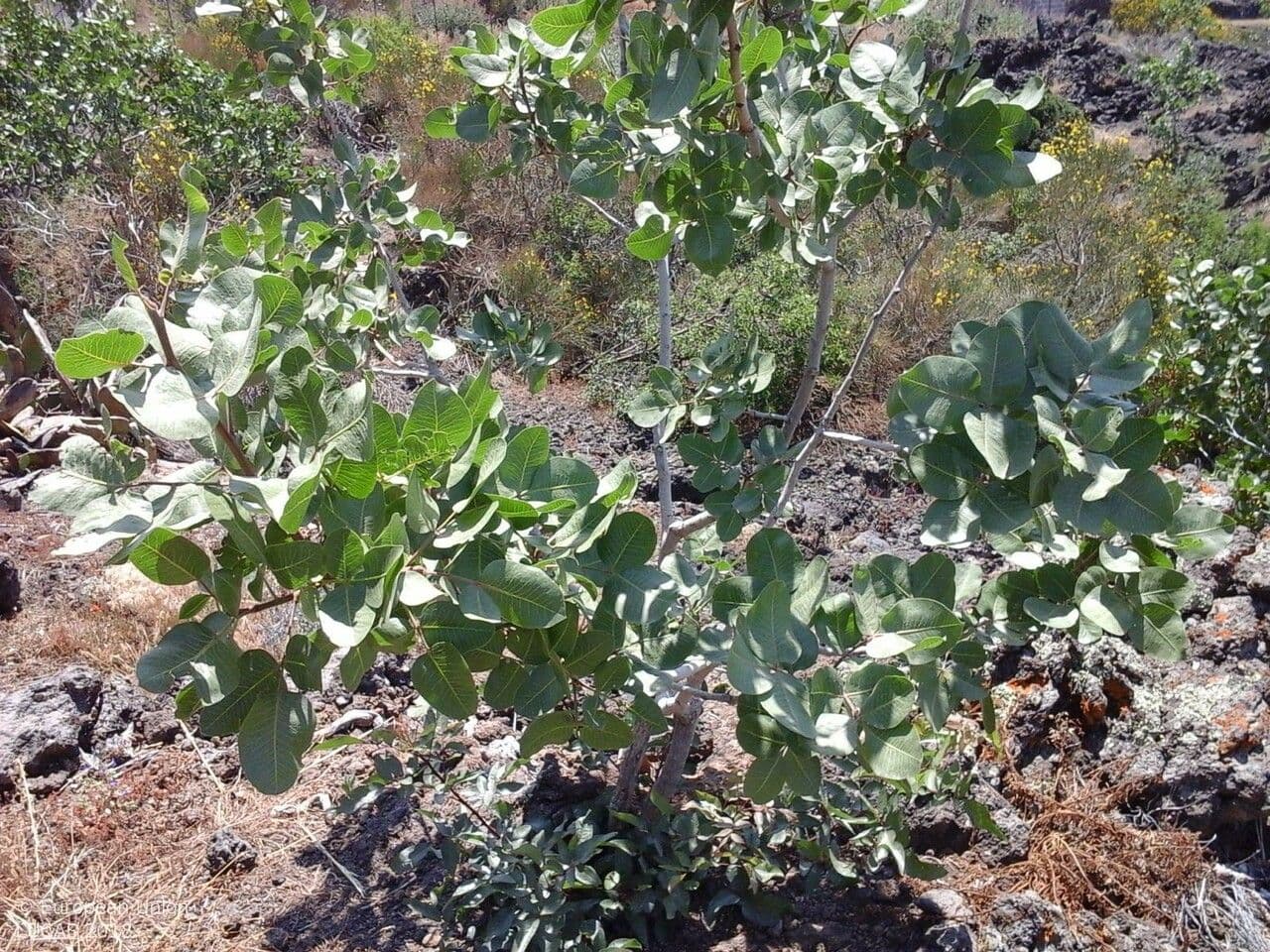 Pistacchio 13