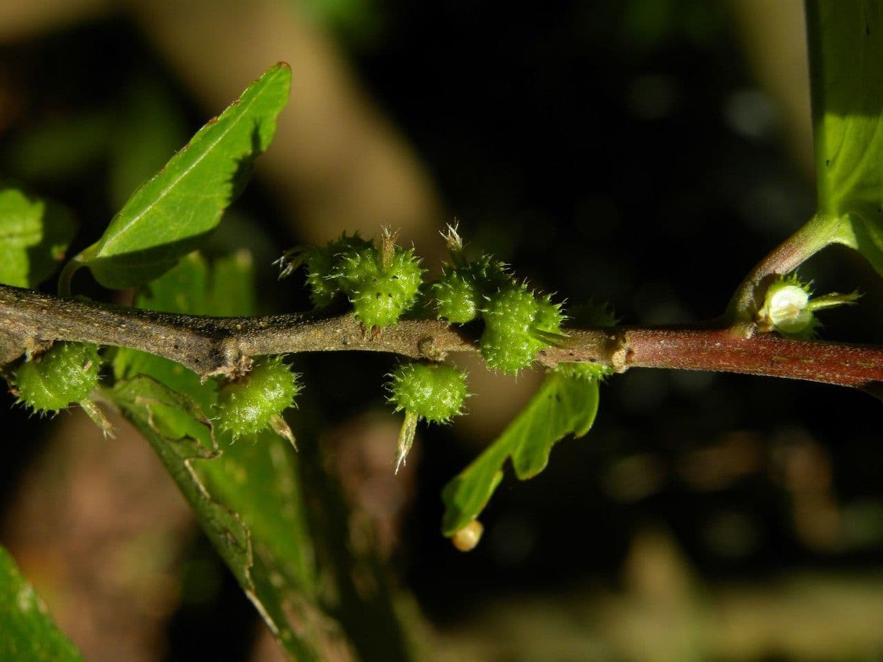 Acalypha 2