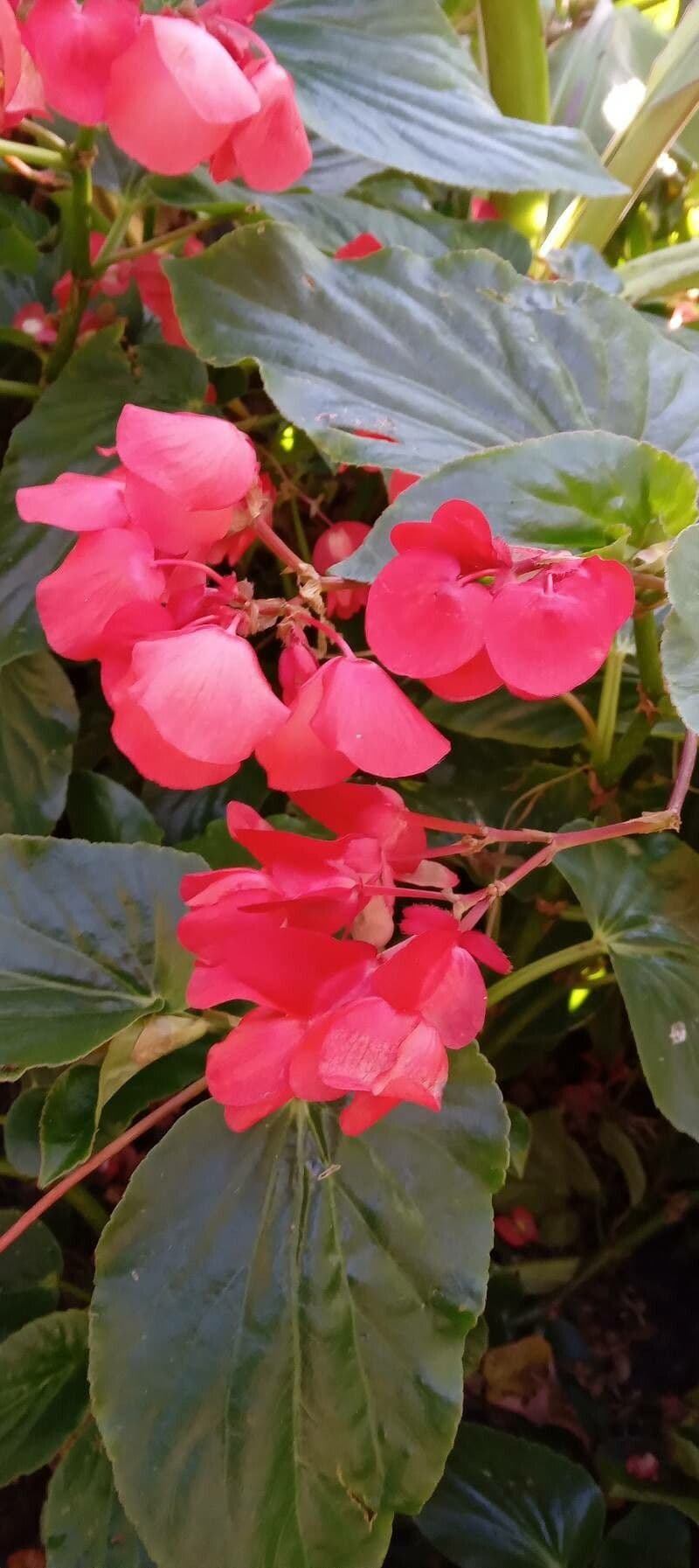 Begonia 3