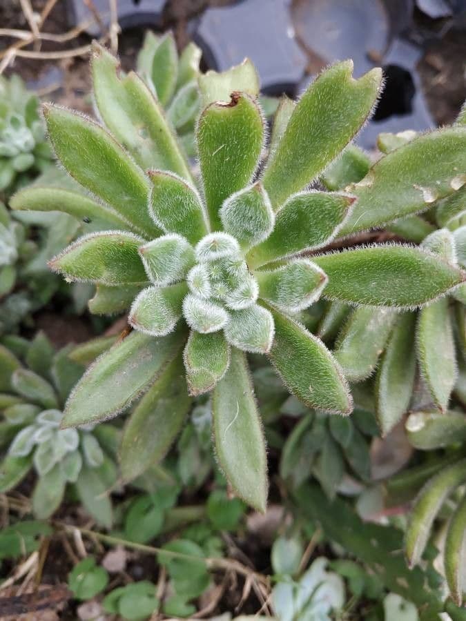 Echeveria 15