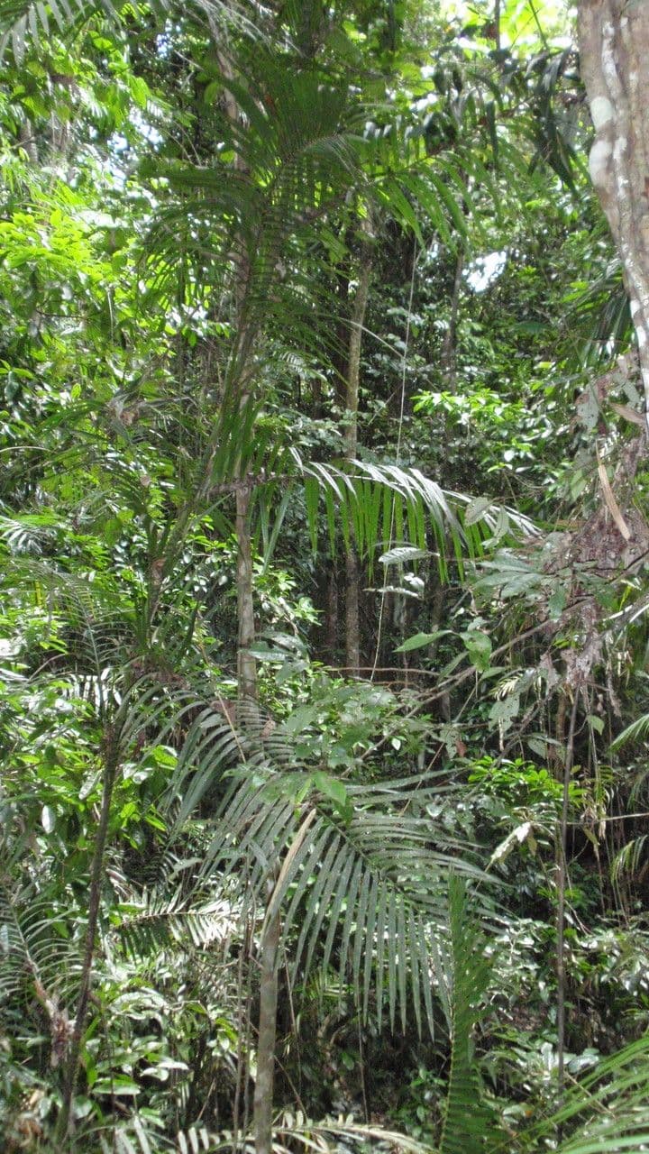Calamus