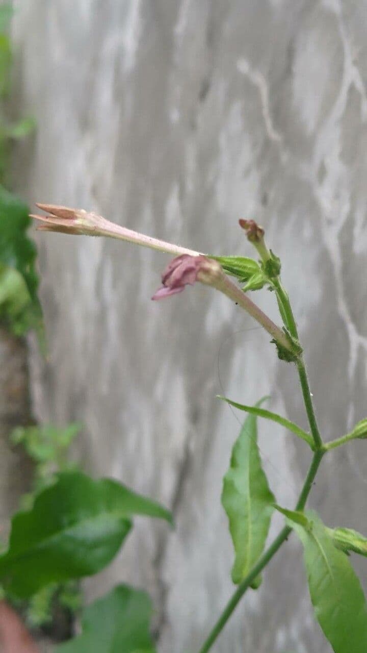 Tabaco de plomo 5