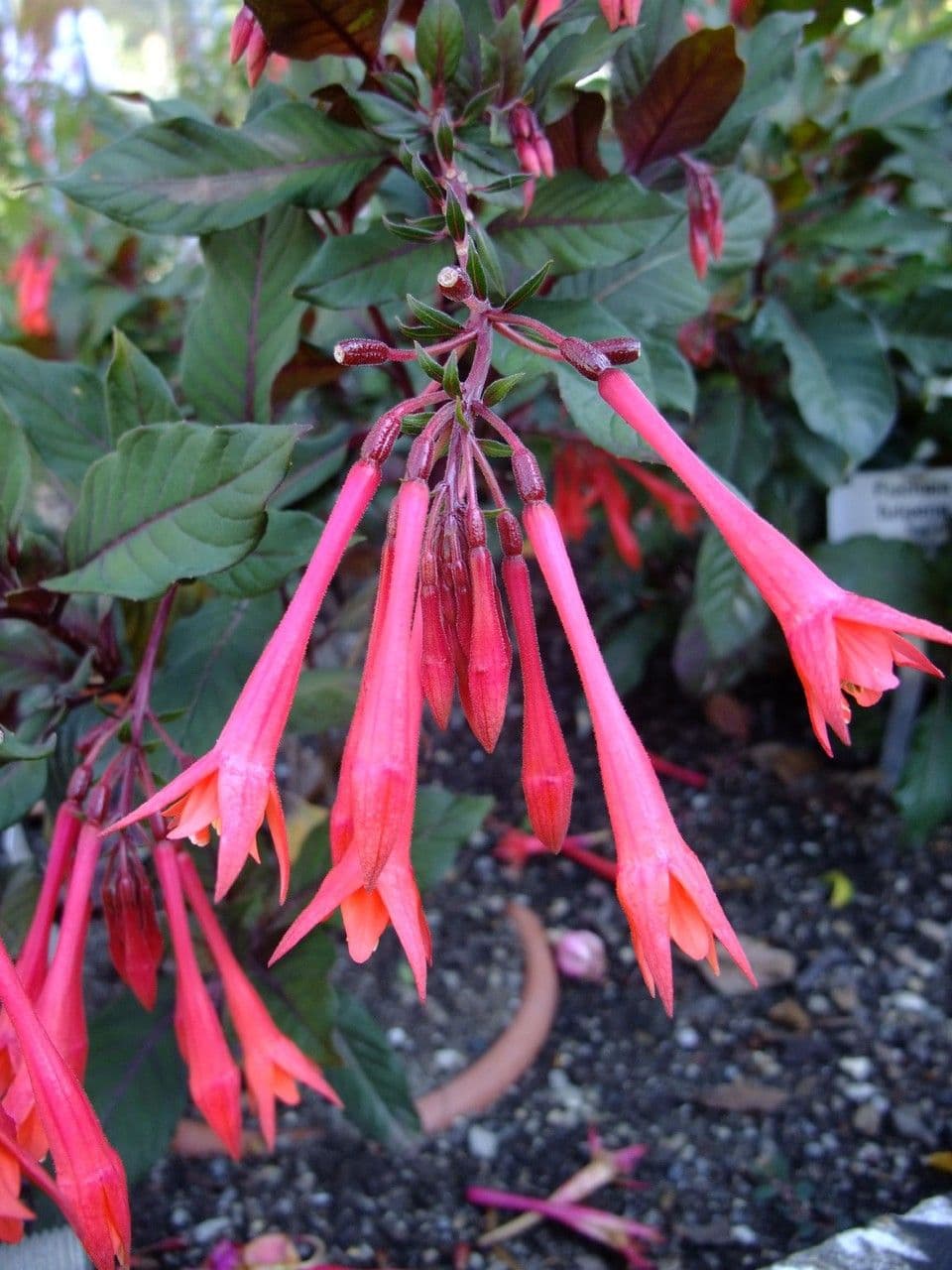Fuchsien 4