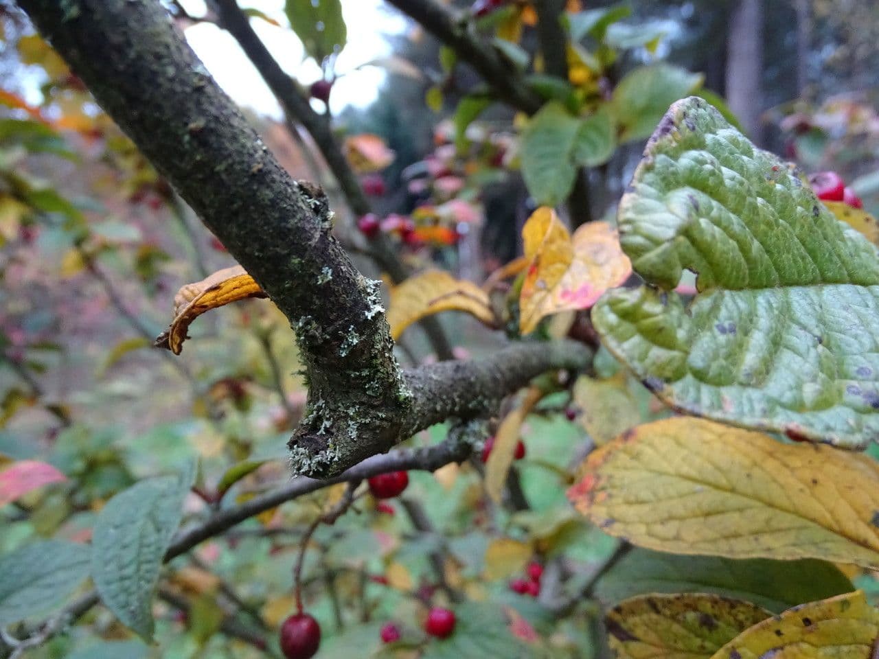 Cotoneaster di Rehder 5