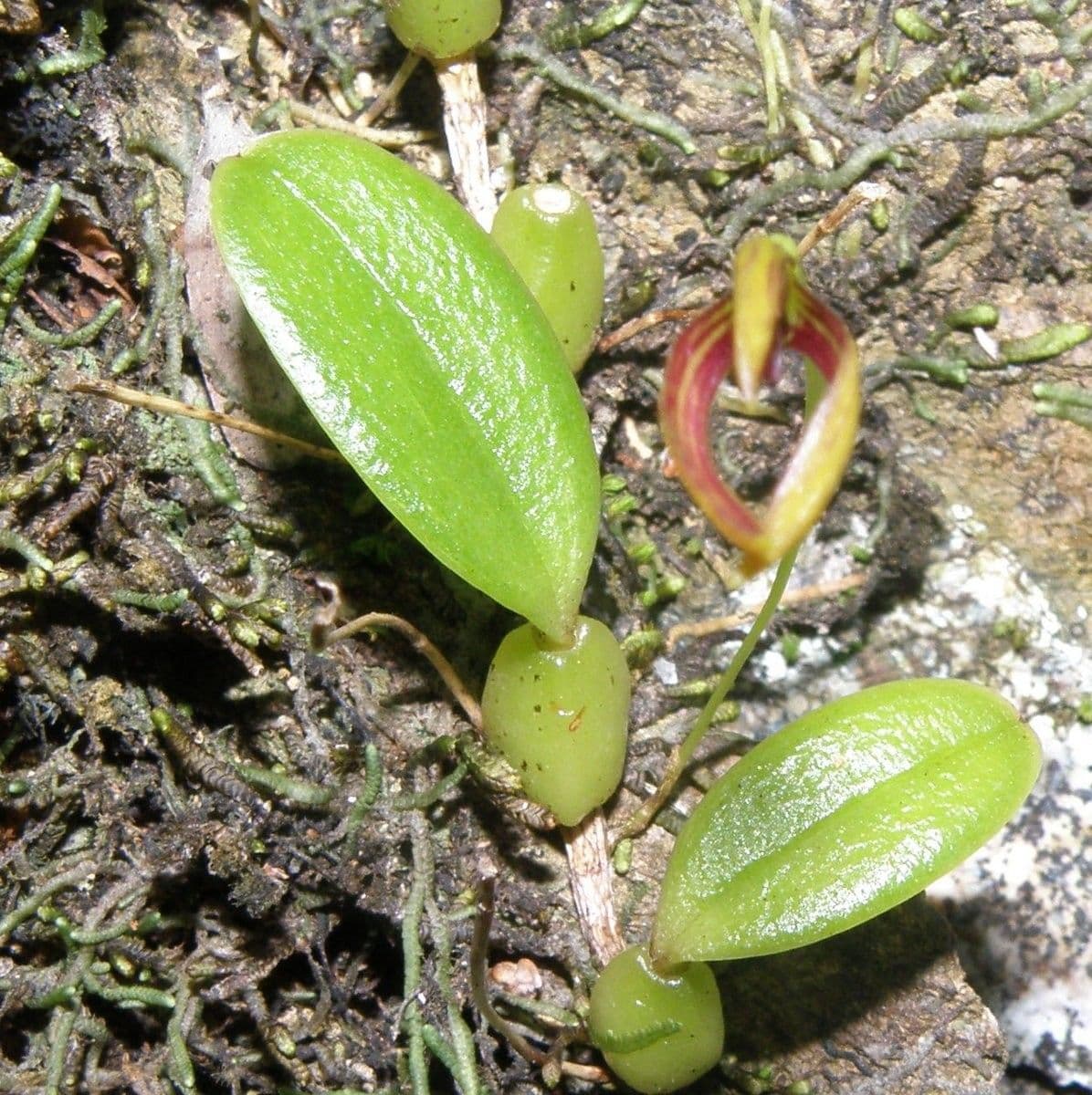 Bulbophyllum 10