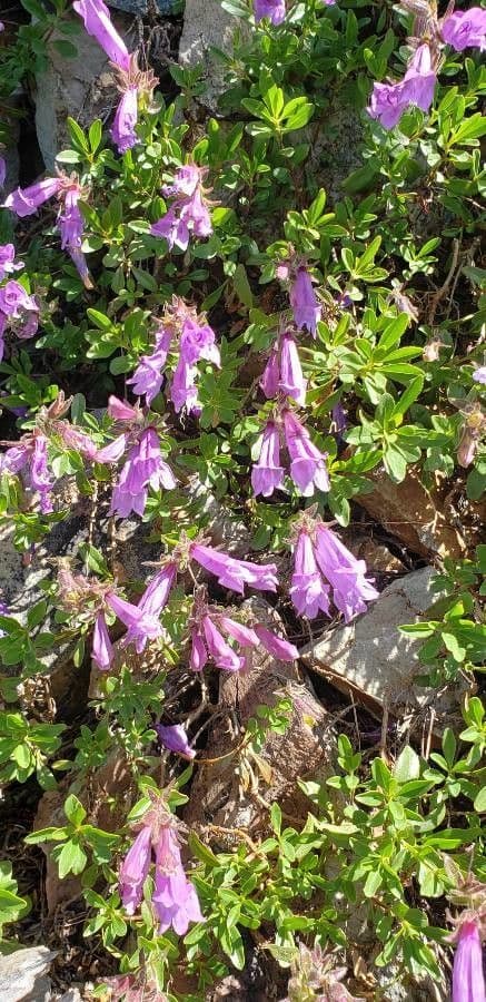 Penstemon Davidsona 4
