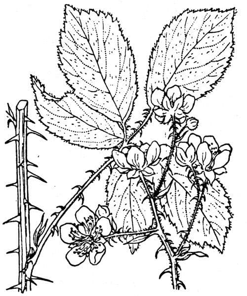 Zerklüfteter Brombeerstrauch 16