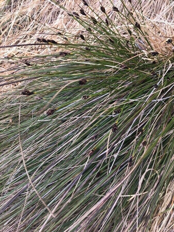 Giunco nero 18