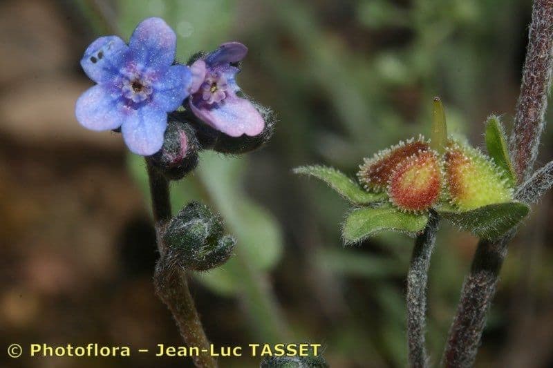 Cynoglossum dioscoridis 22